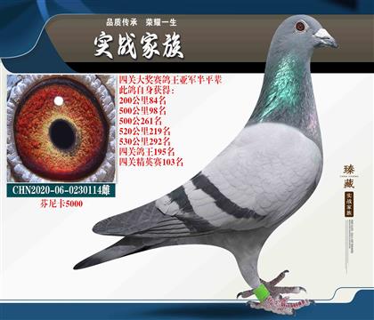 芬尼卡5000 老配對(duì)直孫女