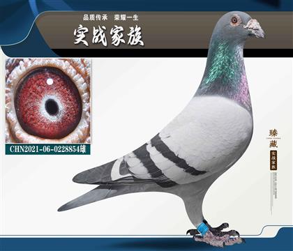 此鴿后代非常好使 芬尼卡5000