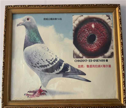魯?shù)揽死?公棚決賽14名