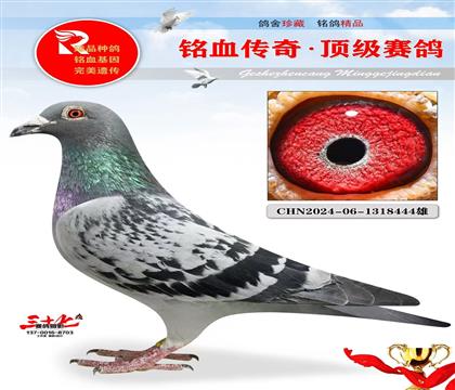 百鴿園亞軍爺爺·卡普鴿王4名