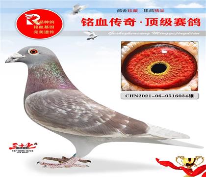 回春陽老紅公回血