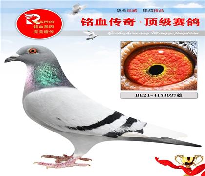 r911ֱO