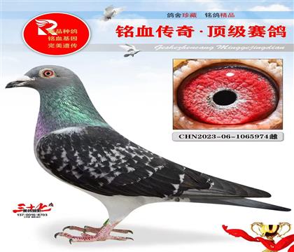 ĸ388ֱOղɭ51