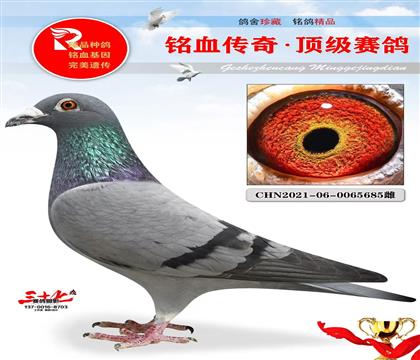 胡本再現(xiàn)、