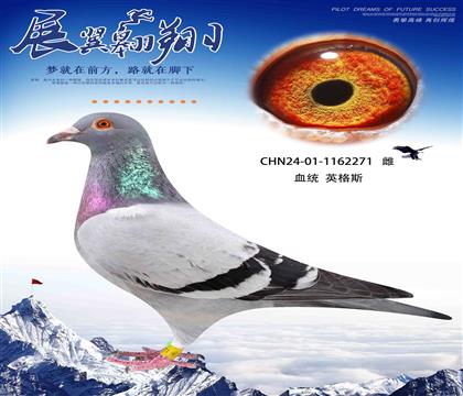 英格斯271