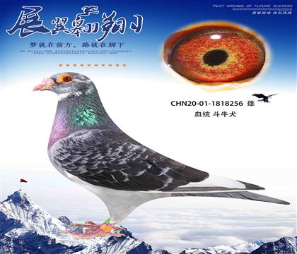 ţȮ256