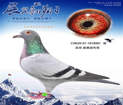 威廉迪布恩墨菲定律近親回血作出