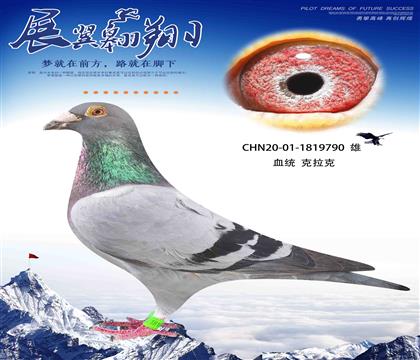 克拉克790