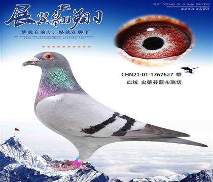 史蒂芬藍布瑞鍥627