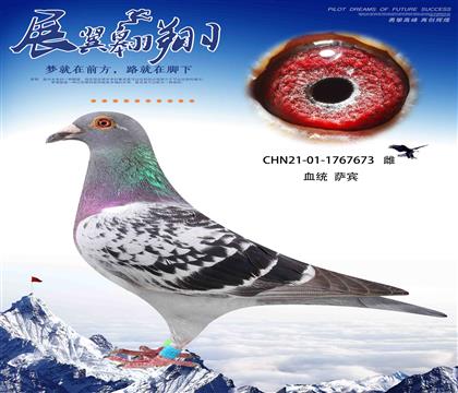 提速利器薩賓673
