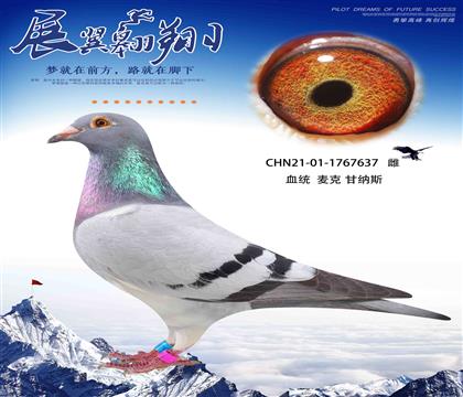 (gu)˸ʼ{˹637