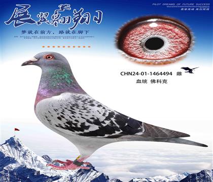 速度之王佛科克494