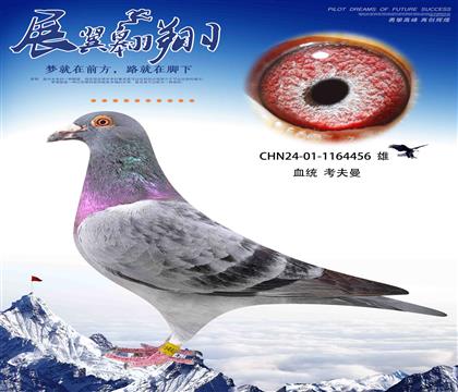 考夫曼456