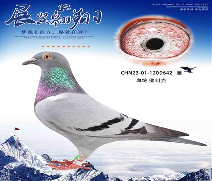 速度之王佛科克642