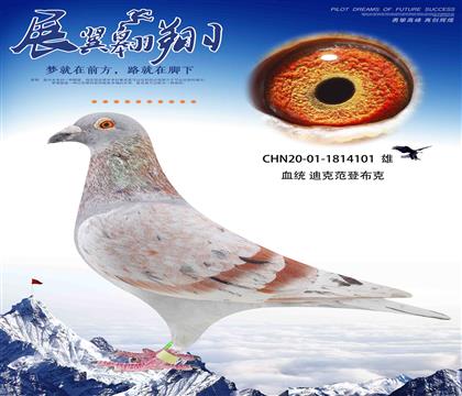 迪克凡登布克101