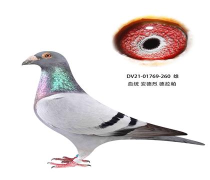 安德烈德拉怕260