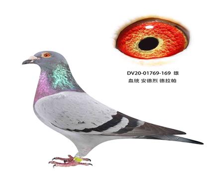 ҵ169