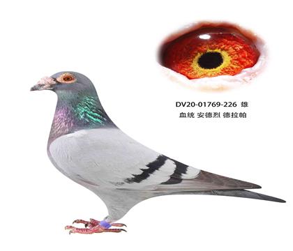 ҵ226