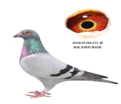 安德烈德拉怕213