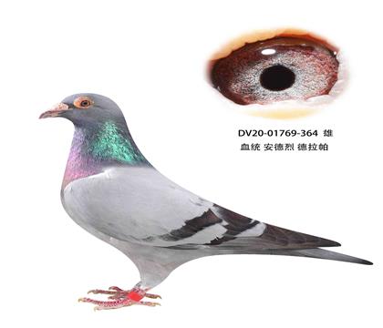 ҵ364