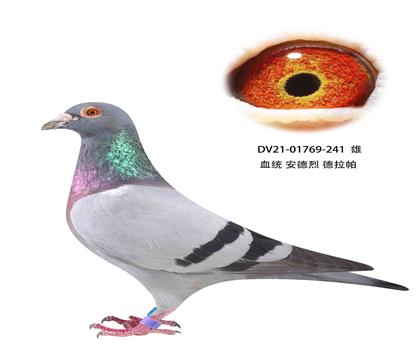 ҵ241