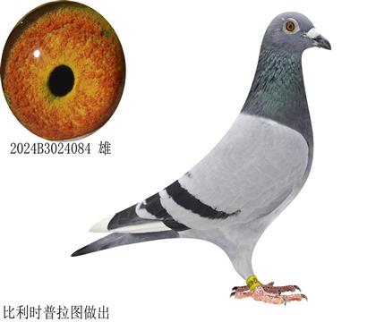 比利時(shí)柯特普拉圖芭提雅參賽鴿