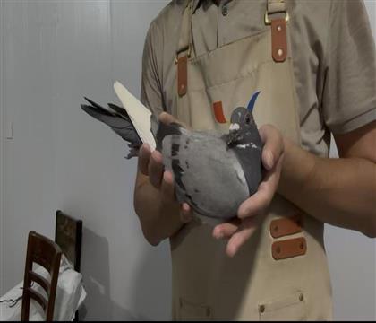 OƷ