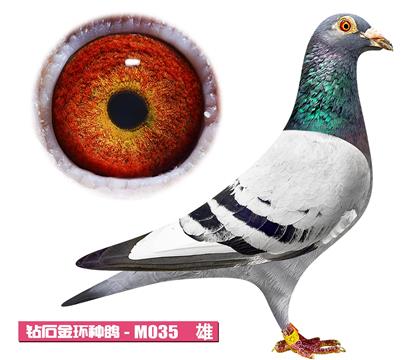 ˹D-СM035