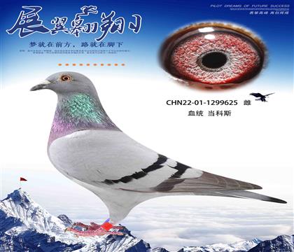 速度狂魔當(dāng)克斯625