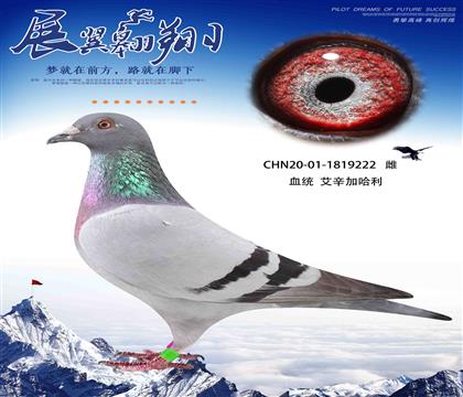 艾辛加哈利路亞直子作出222