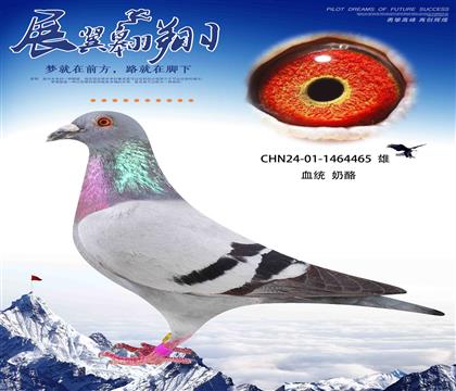 奶酪新金姆直女作出465