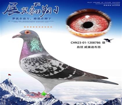 威廉迪布恩天王星直女作出786