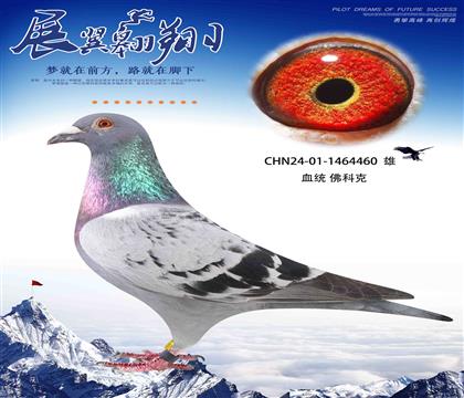 速度之王佛科克460