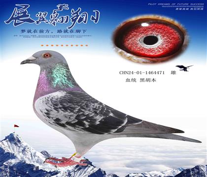 徐英杰黑胡本471
