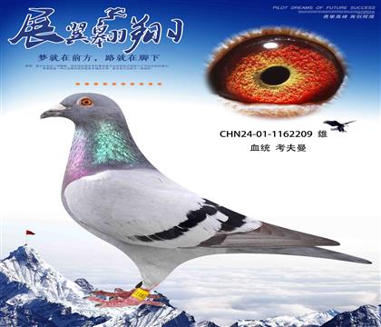 考夫曼209