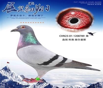 利奧薩菲爾全兄弟直孫女作出