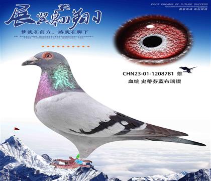 史蒂芬藍(lán)布瑞鍥781