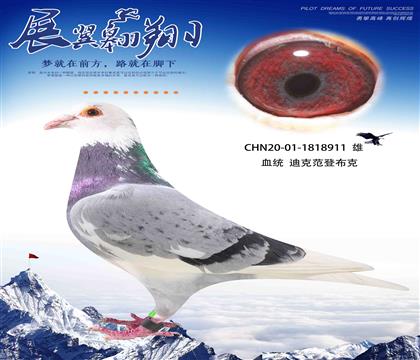 迪克凡登布克911