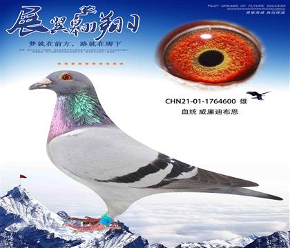 威廉迪布恩天王星近親回血作出600