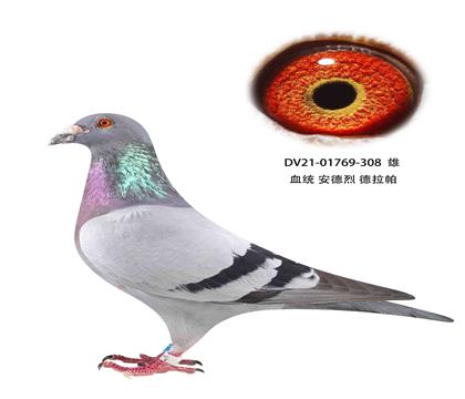 安德烈德拉怕308