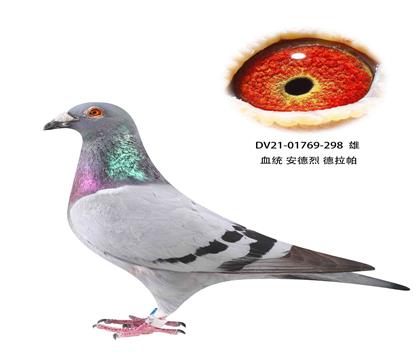 安德烈德拉怕298
