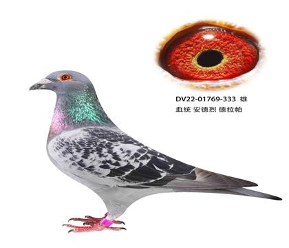 安德烈德拉怕333