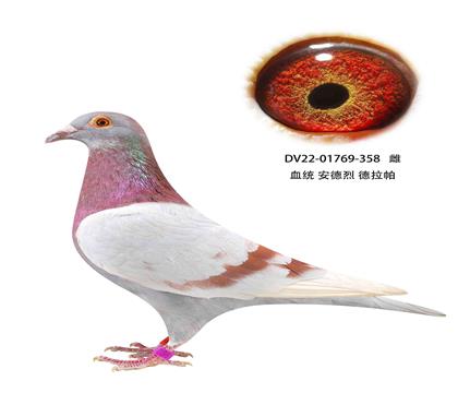 安德烈德拉怕358