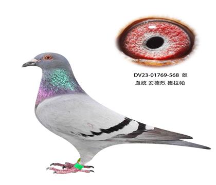 安德烈德拉怕568