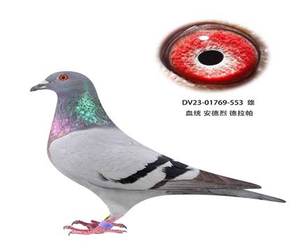安德烈德拉怕553
