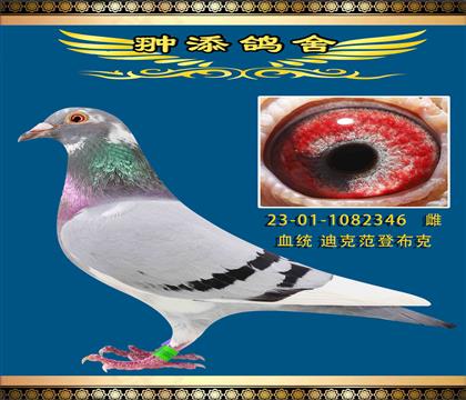 開爾鴿王血系迪克凡登布克