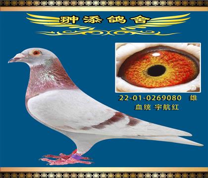 宇航紅近親回血作出080