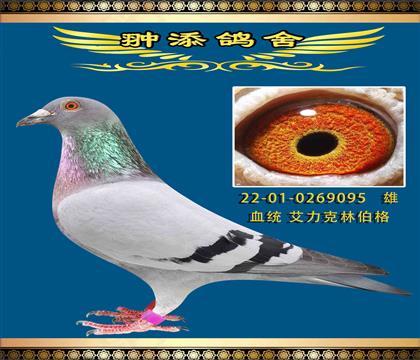 最牛的速霸龍095