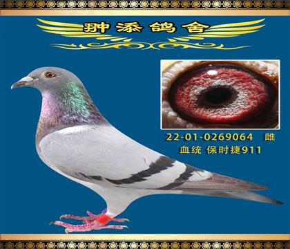 保時捷911近親回血作出