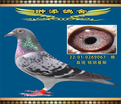 楊胡曼斯新哈利直子作出